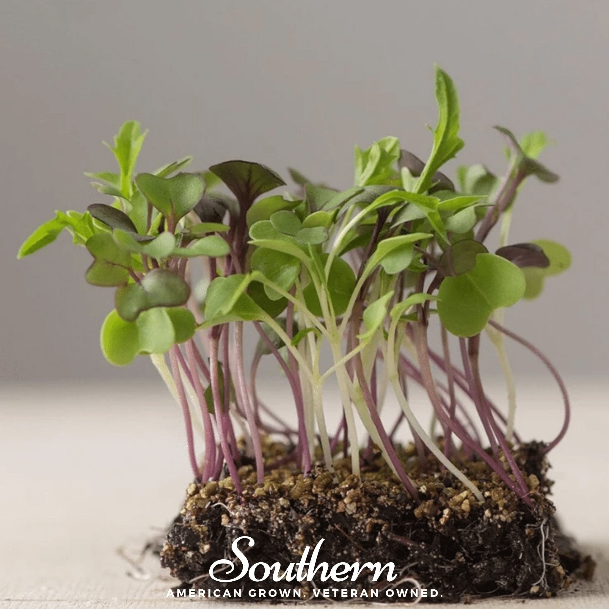 Microgreen, Southern Mild Mix - 8 grams seed packet from Seed Therapy – American - grown, heirloom seeds
