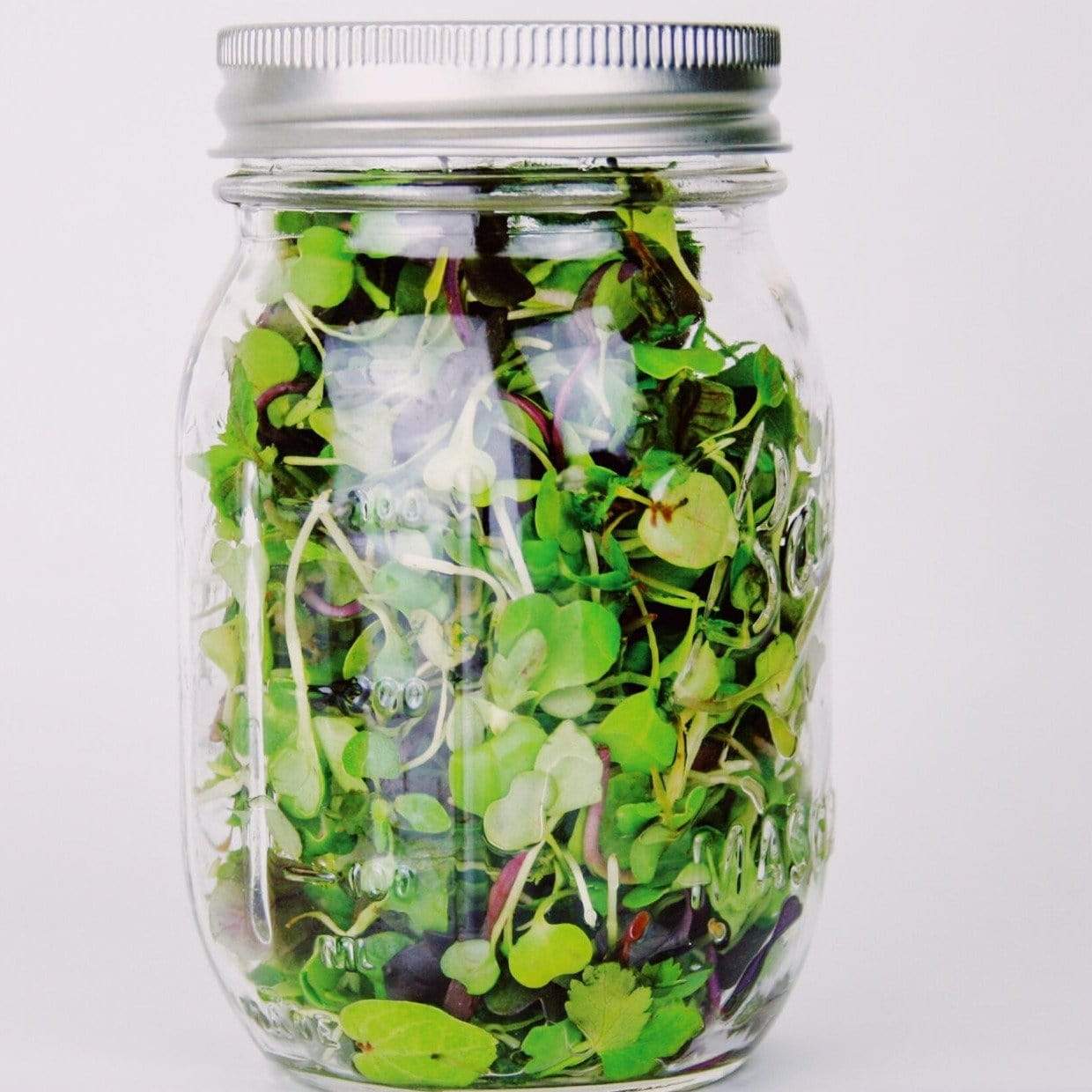 Microgreen, Southern Mild Mix - 8 grams seed packet from Seed Therapy – American - grown, heirloom seeds