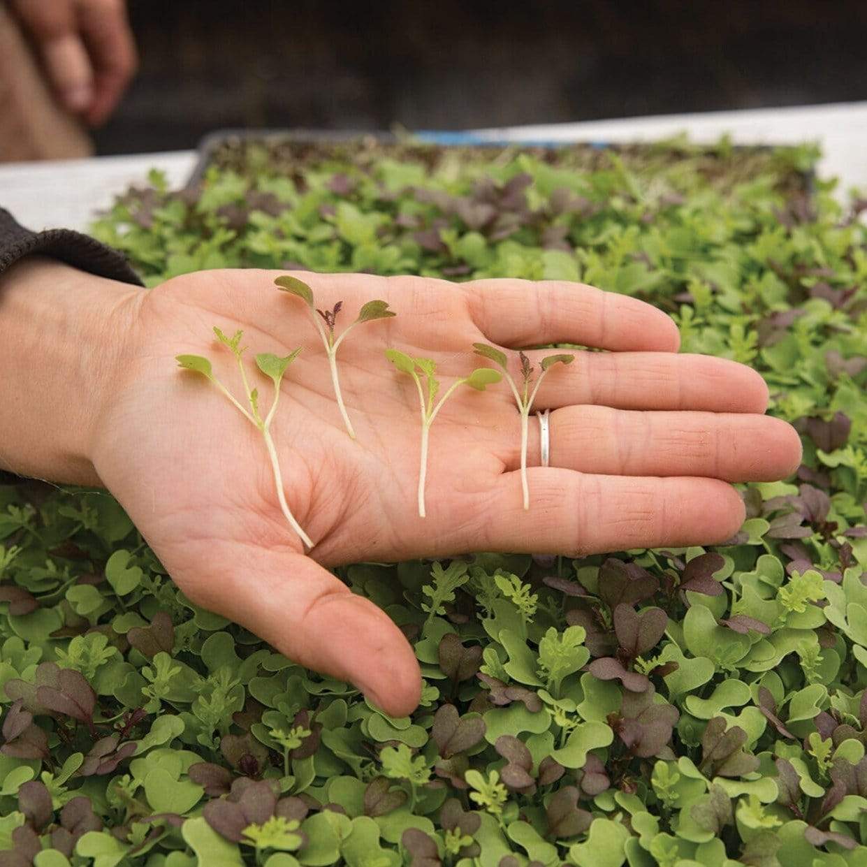 Microgreen, Southern Spice Mix (Brassica spp.) - 8 grams seed packet from Seed Therapy – American - grown, heirloom seeds