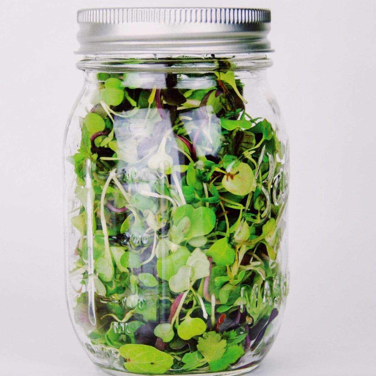 Microgreen, Southern Spice Mix (Brassica spp.) - 8 grams seed packet from Seed Therapy – American - grown, heirloom seeds