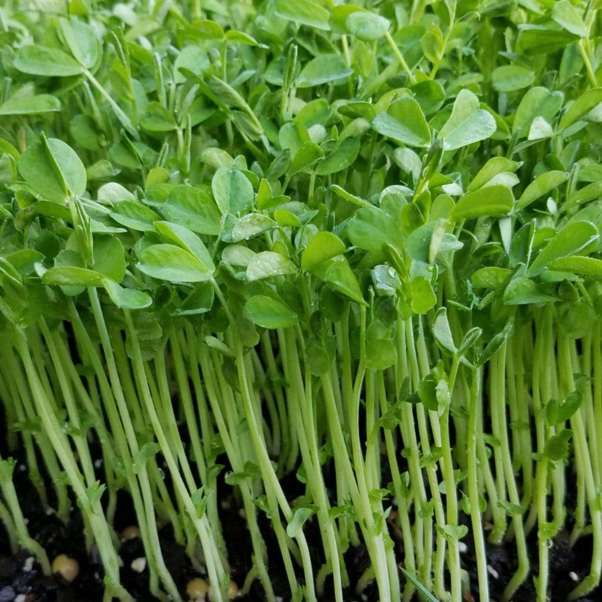 Microgreen, Speckled Peas (Anethum graveolens) - 15 grams seed packet from Seed Therapy – American - grown, heirloom seeds