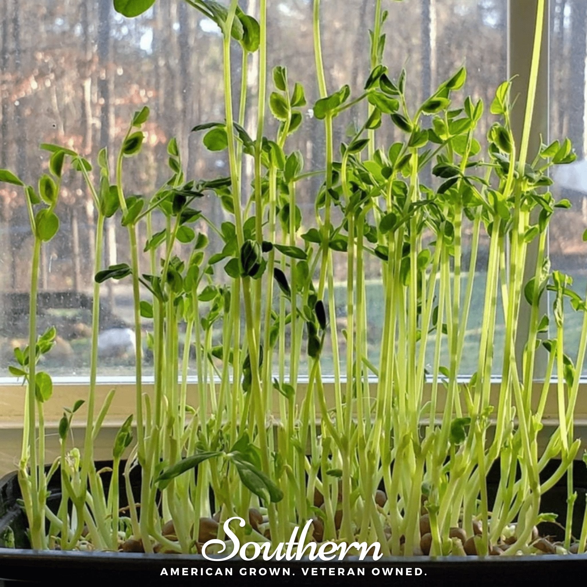 Microgreen, Speckled Peas (Anethum graveolens) - 15 grams seed packet from Seed Therapy – American - grown, heirloom seeds