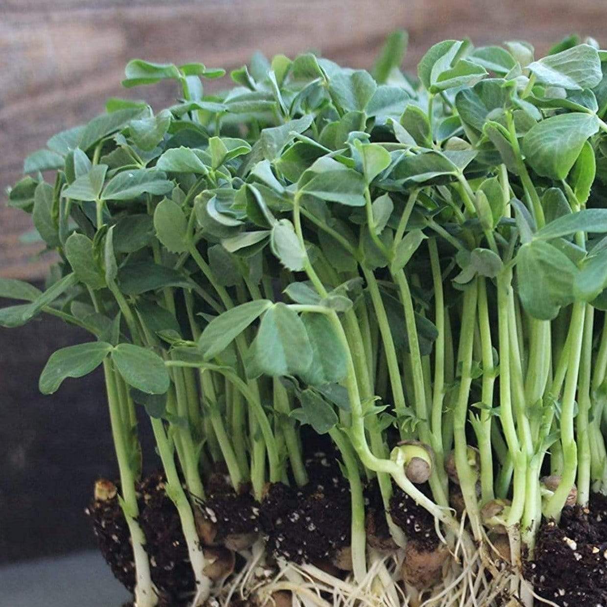 Microgreen, Speckled Peas (Anethum graveolens) - 15 grams seed packet from Seed Therapy – American - grown, heirloom seeds