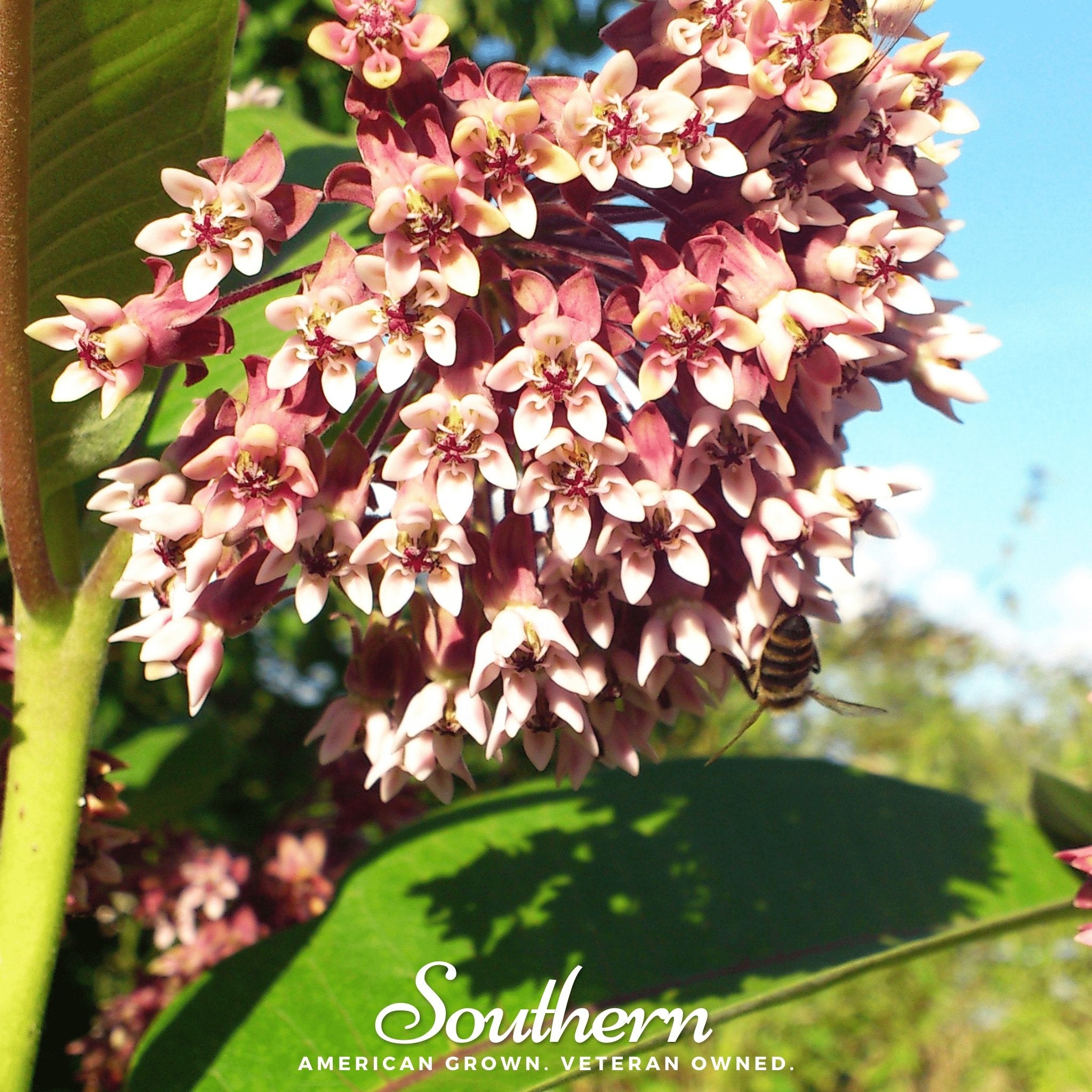 Milkweed, Common (Asclepias syriaca) - 50 Seeds seed packet from Seed Therapy – American - grown, heirloom seeds