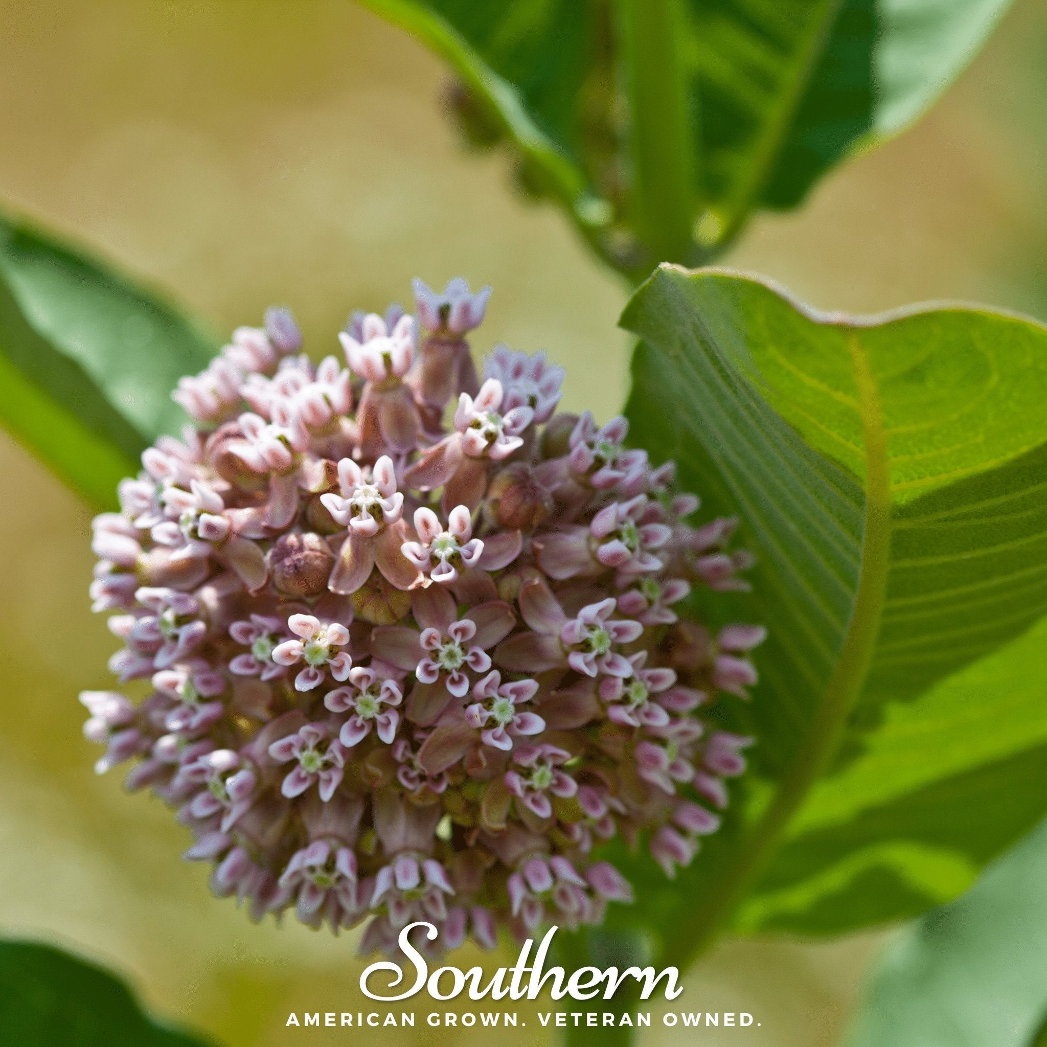Milkweed, Common (Asclepias syriaca) - 50 Seeds seed packet from Seed Therapy – American - grown, heirloom seeds