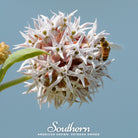 Milkweed, Showy (Asclepias speciosa) - 20 Seeds seed packet from Seed Therapy – American - grown, heirloom seeds