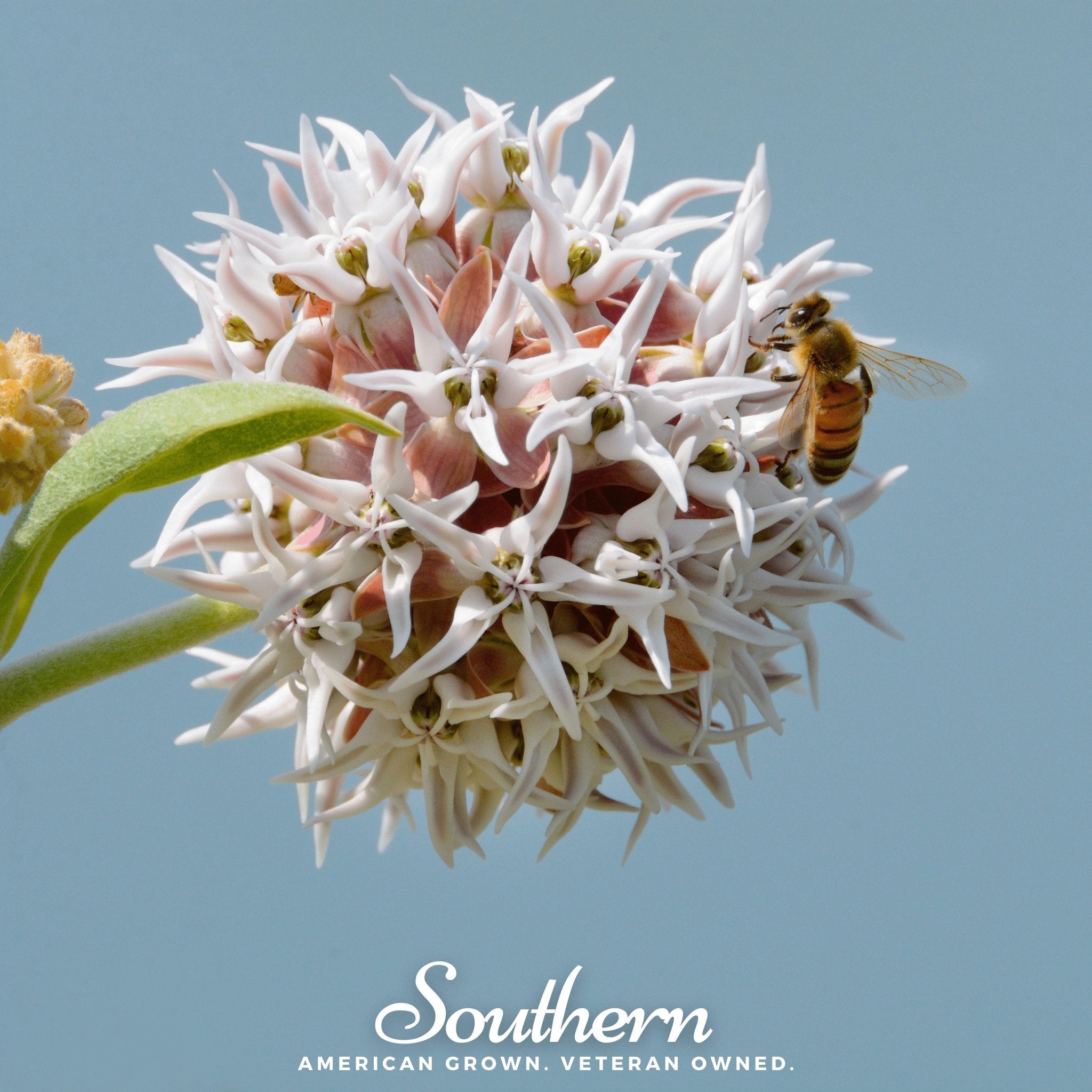 Milkweed, Showy (Asclepias speciosa) - 20 Seeds seed packet from Seed Therapy – American - grown, heirloom seeds