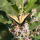 Milkweed, Showy (Asclepias speciosa) - 20 Seeds seed packet from Seed Therapy – American - grown, heirloom seeds
