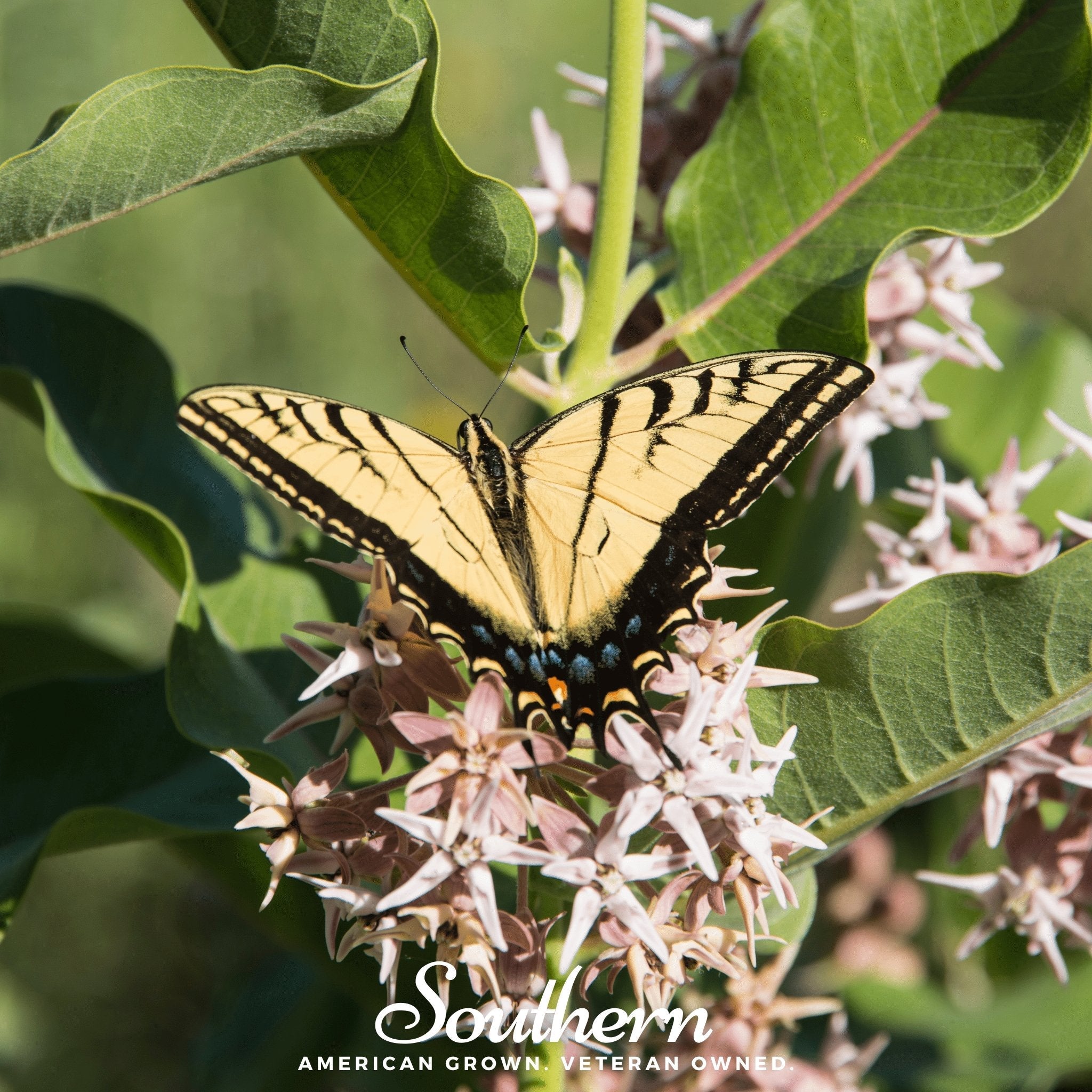 Milkweed, Showy (Asclepias speciosa) - 20 Seeds seed packet from Seed Therapy – American - grown, heirloom seeds