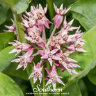 Milkweed, Showy (Asclepias speciosa) - 20 Seeds seed packet from Seed Therapy – American - grown, heirloom seeds