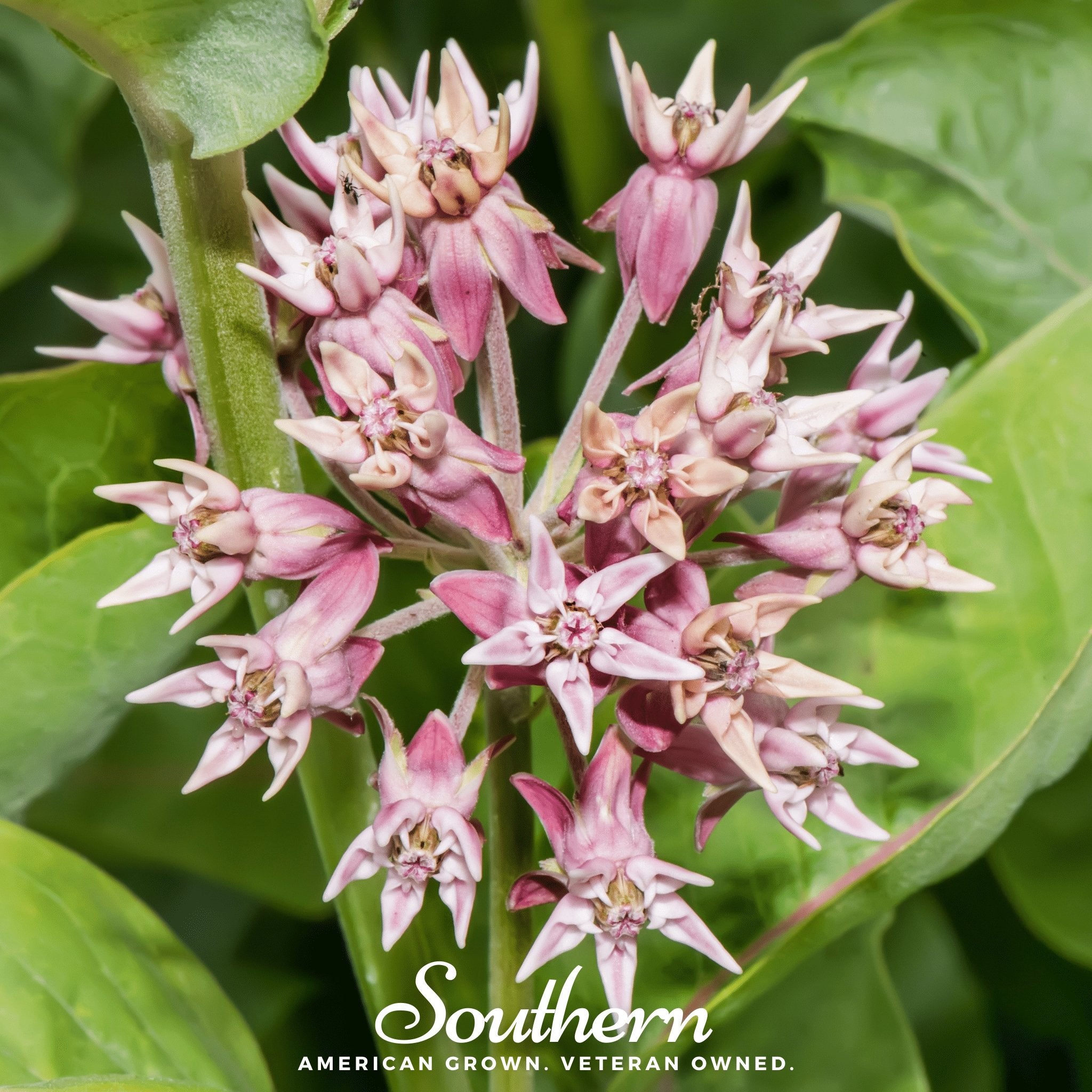 Milkweed, Showy (Asclepias speciosa) - 20 Seeds seed packet from Seed Therapy – American - grown, heirloom seeds
