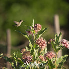 Milkweed, Showy (Asclepias speciosa) - 20 Seeds seed packet from Seed Therapy – American - grown, heirloom seeds