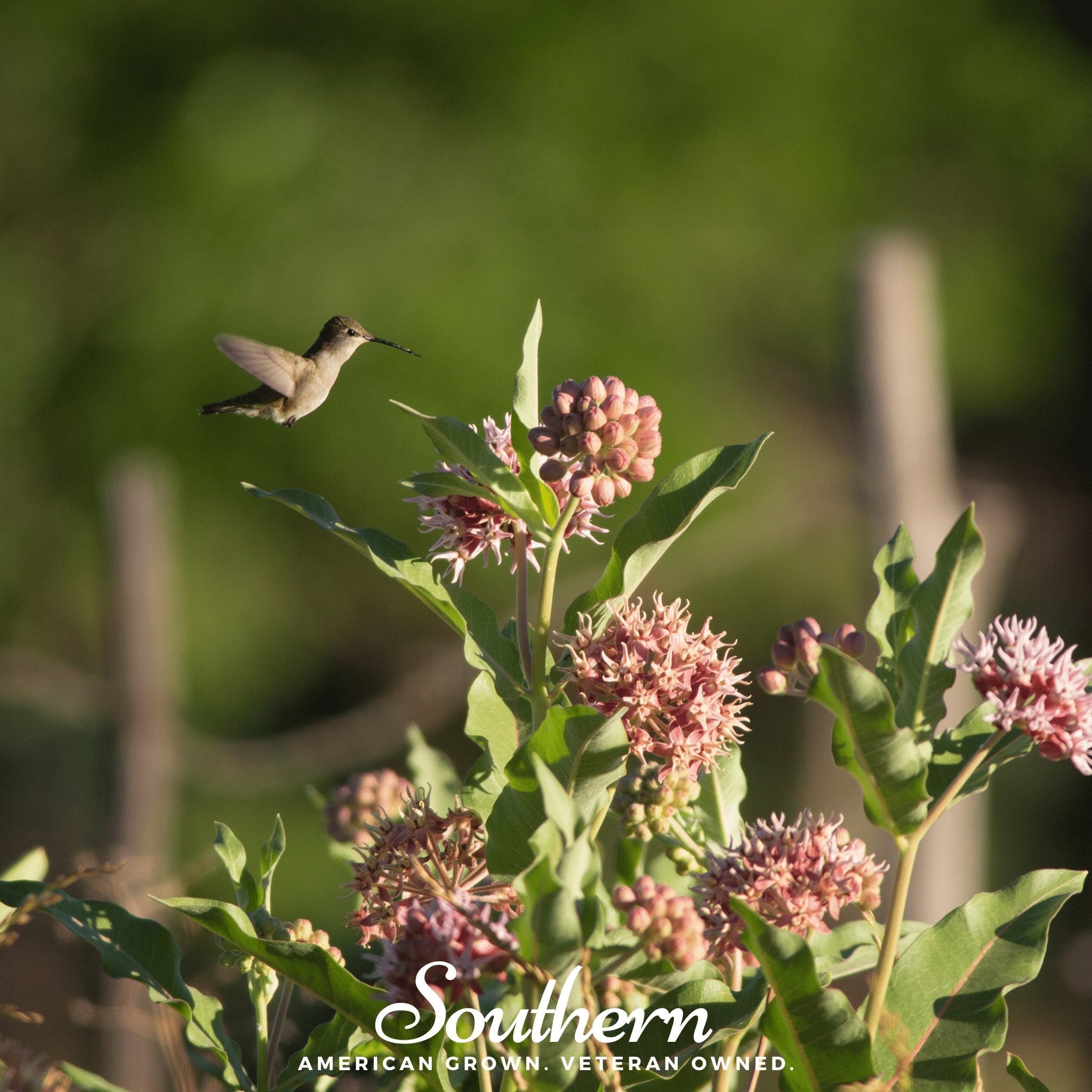 Milkweed, Showy (Asclepias speciosa) - 20 Seeds seed packet from Seed Therapy – American - grown, heirloom seeds