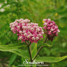 Milkweed, Swamp (Asclepias incarnata) - 50 Seeds seed packet from Seed Therapy – American - grown, heirloom seeds