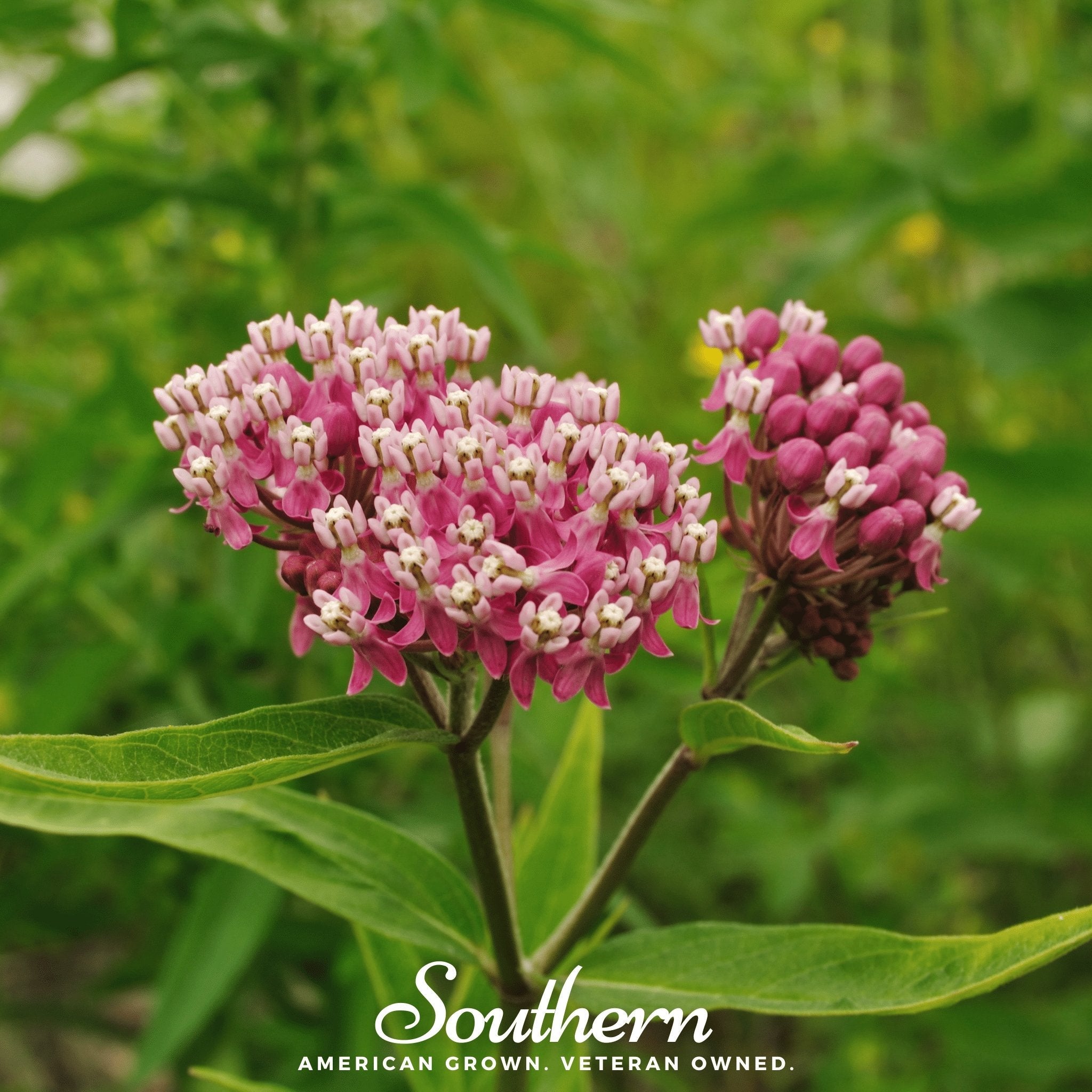 Milkweed, Swamp (Asclepias incarnata) - 50 Seeds seed packet from Seed Therapy – American - grown, heirloom seeds