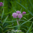Milkweed, Swamp (Asclepias incarnata) - 50 Seeds seed packet from Seed Therapy – American - grown, heirloom seeds
