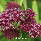 Milkweed, Swamp (Asclepias incarnata) - 50 Seeds seed packet from Seed Therapy – American - grown, heirloom seeds