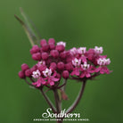 Milkweed, Swamp (Asclepias incarnata) - 50 Seeds seed packet from Seed Therapy – American - grown, heirloom seeds
