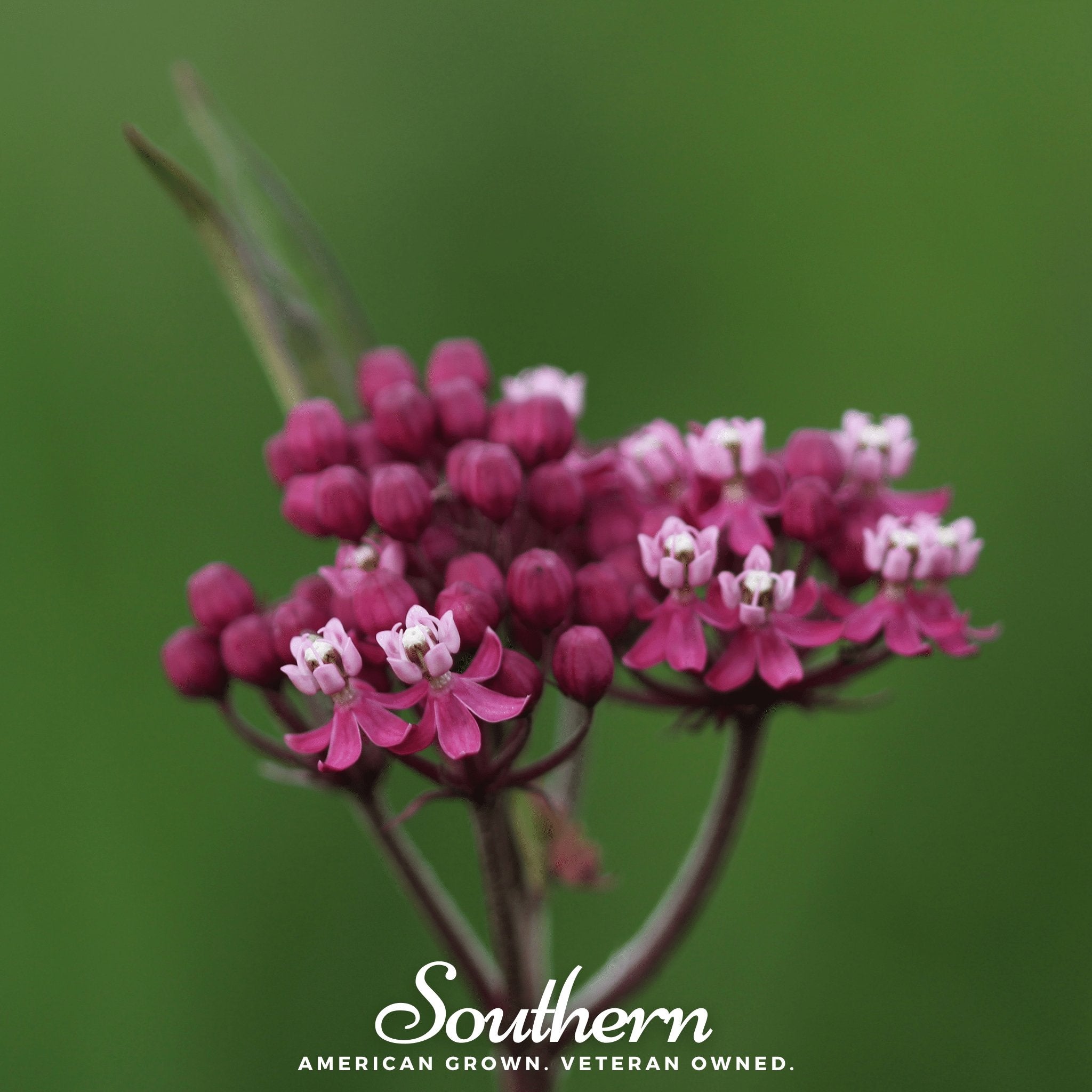 Milkweed, Swamp (Asclepias incarnata) - 50 Seeds seed packet from Seed Therapy – American - grown, heirloom seeds