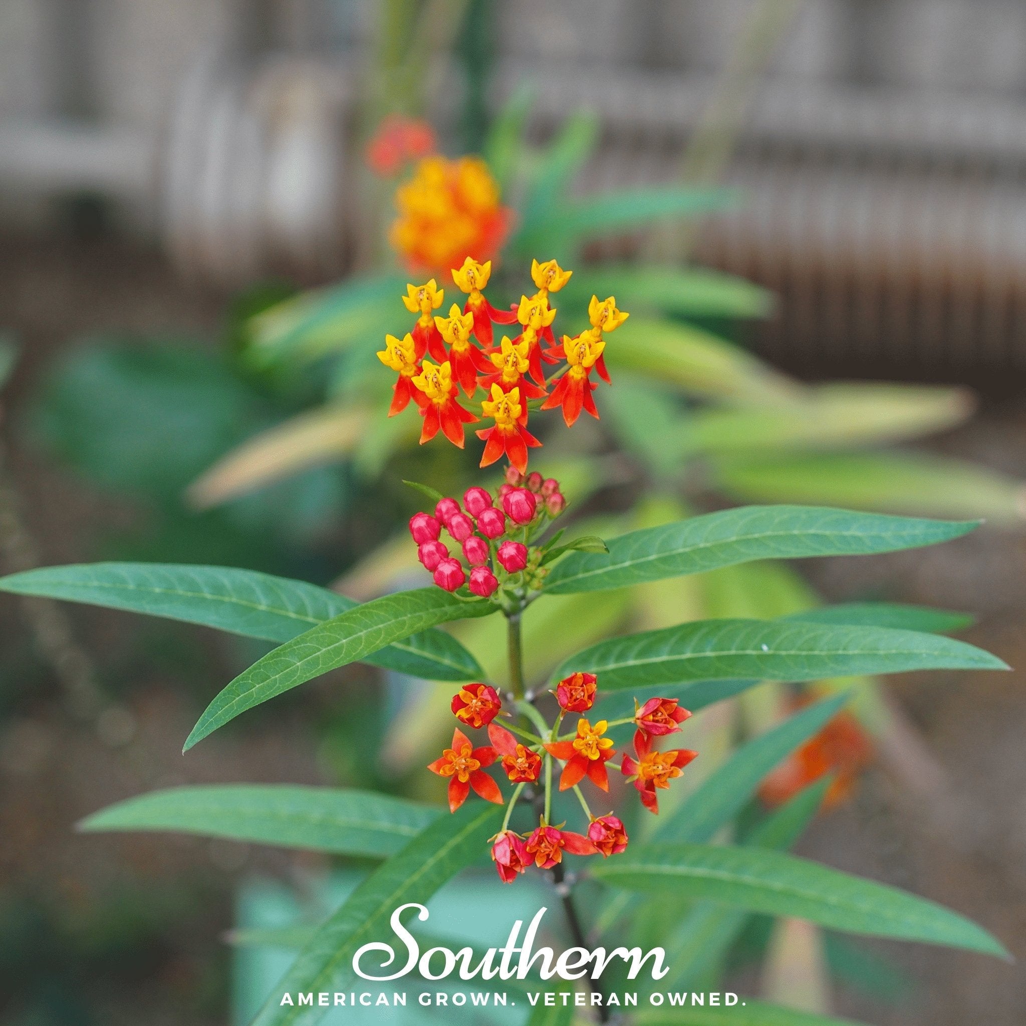 Milkweed, Tropical (Asclepias Curassavica) - 50 Seeds seed packet from Seed Therapy – American - grown, heirloom seeds
