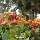 Milkweed, Tropical (Asclepias Curassavica) - 50 Seeds seed packet from Seed Therapy – American - grown, heirloom seeds