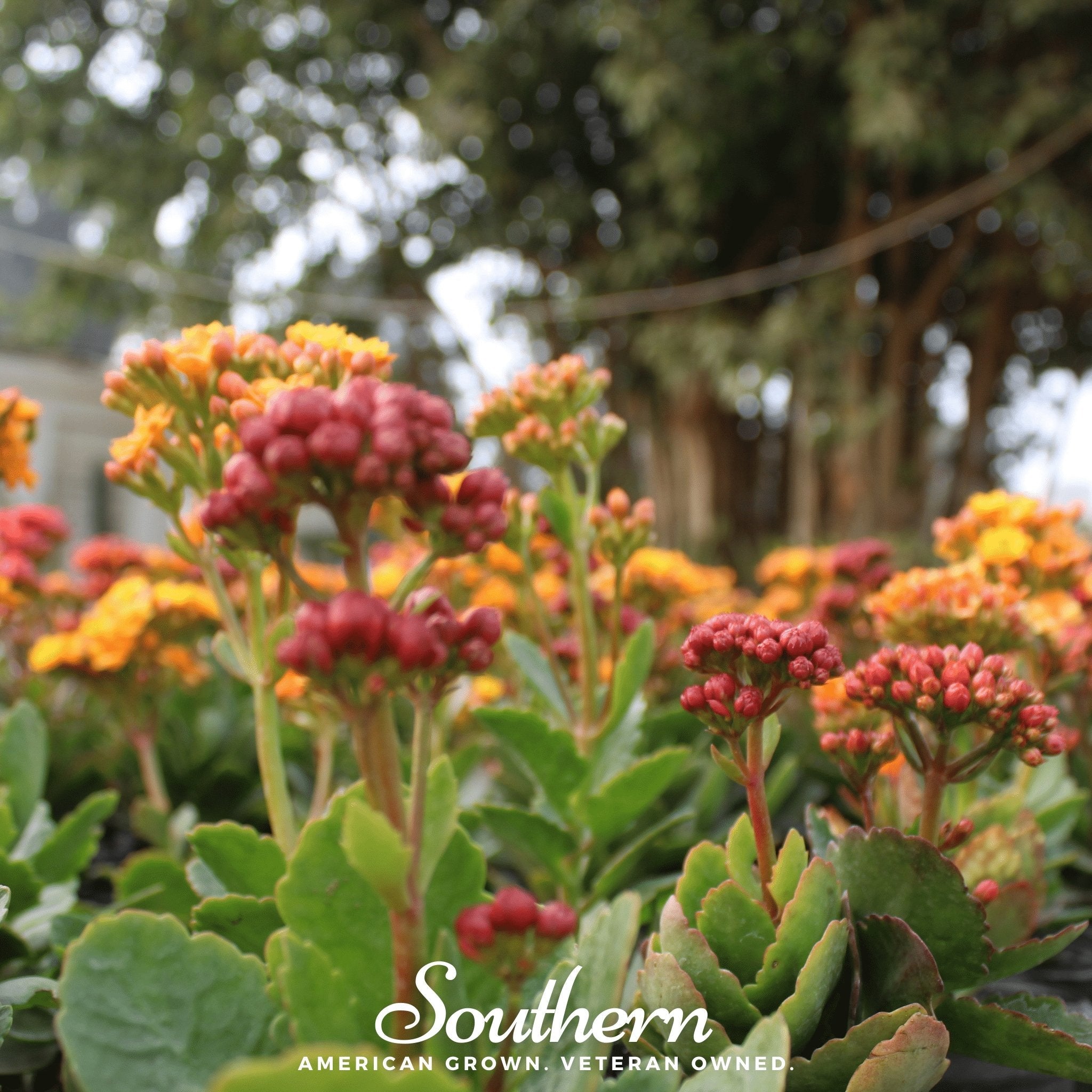Milkweed, Tropical (Asclepias Curassavica) - 50 Seeds seed packet from Seed Therapy – American - grown, heirloom seeds