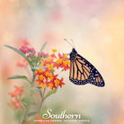 Milkweed, Tropical (Asclepias Curassavica) - 50 Seeds seed packet from Seed Therapy – American - grown, heirloom seeds