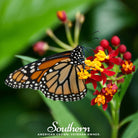 Milkweed, Tropical (Asclepias Curassavica) - 50 Seeds seed packet from Seed Therapy – American - grown, heirloom seeds