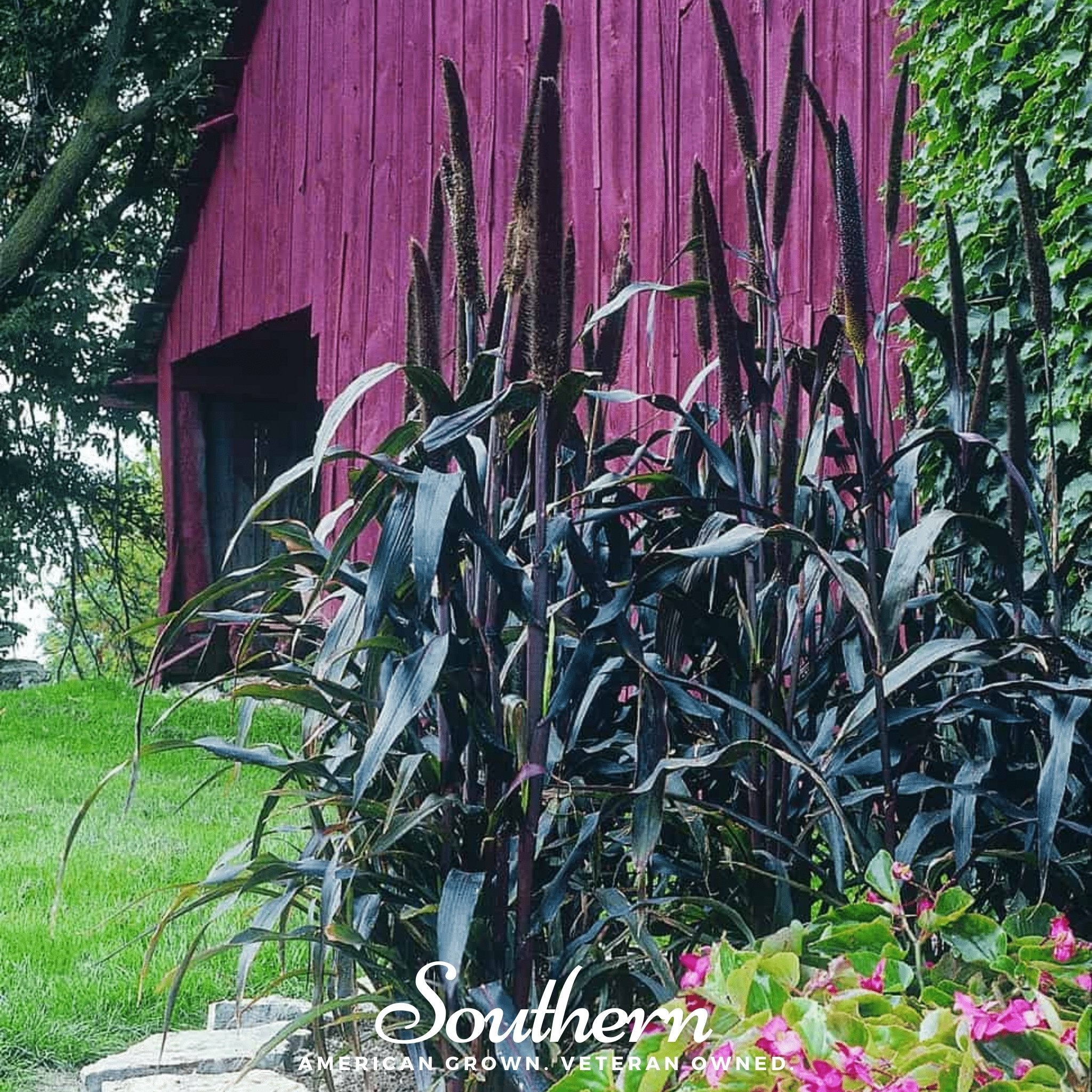 Millet, Purple Majesty (Pennisetum Glaucum) - 10 Seeds seed packet from Seed Therapy – American - grown, heirloom seeds