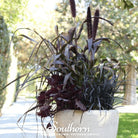 Millet, Purple Majesty (Pennisetum Glaucum) - 10 Seeds seed packet from Seed Therapy – American - grown, heirloom seeds