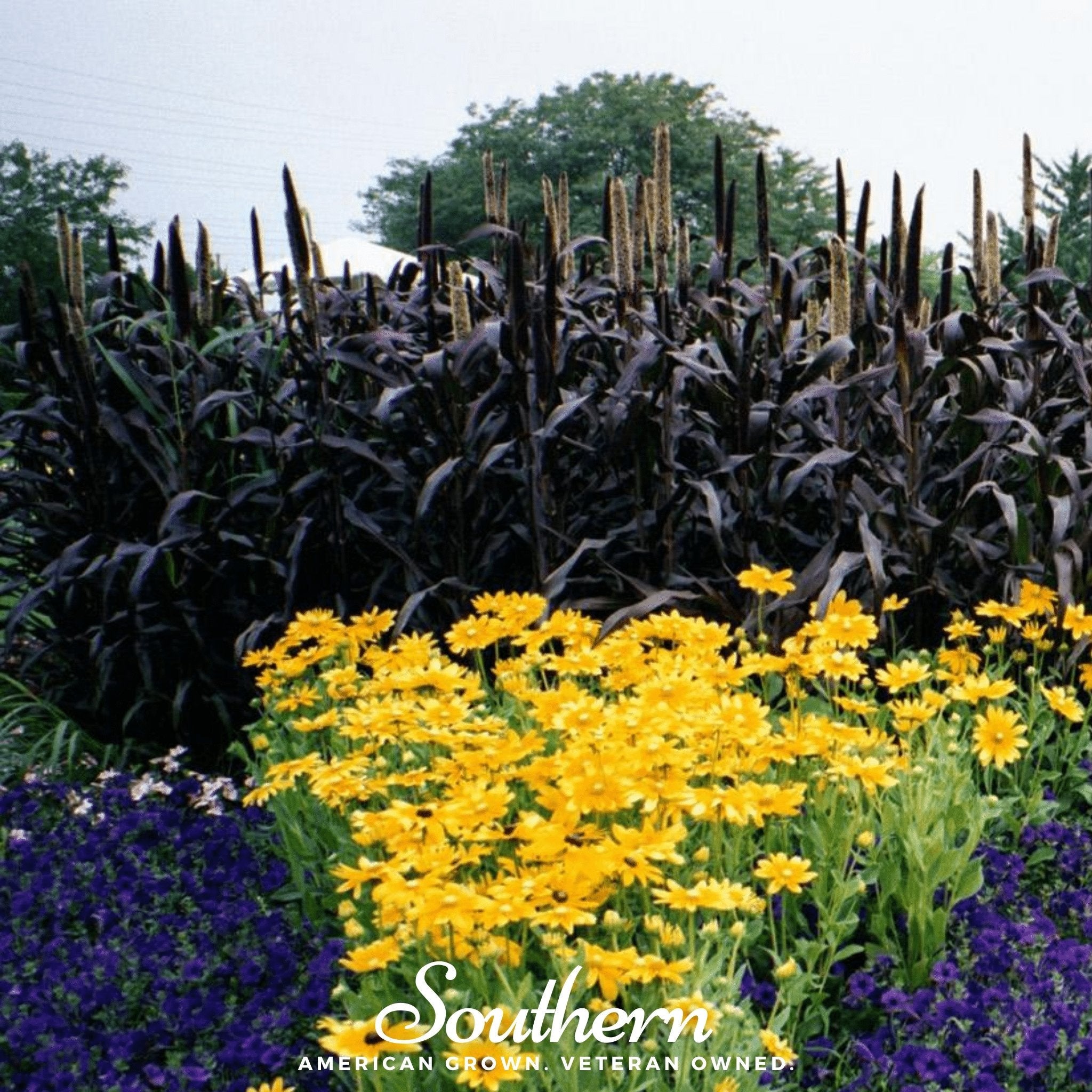 Millet, Purple Majesty (Pennisetum Glaucum) - 10 Seeds seed packet from Seed Therapy – American - grown, heirloom seeds