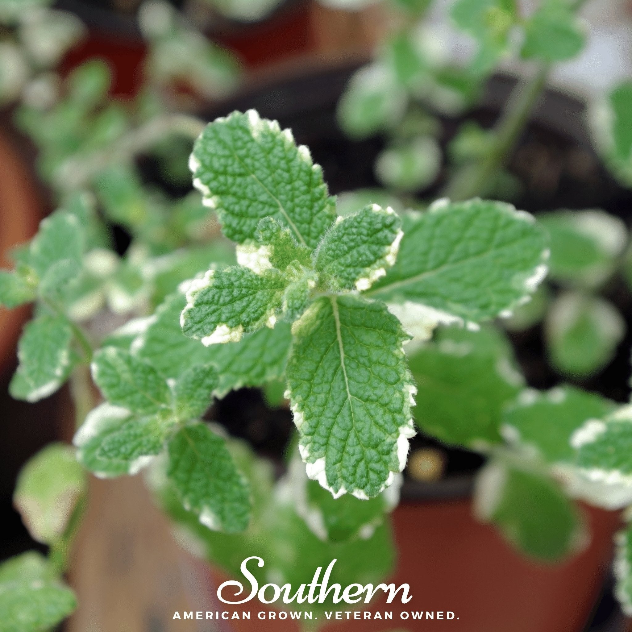 Mint, Pineapple (Mentha suaveolens) - 25 Seeds seed packet from Seed Therapy – American - grown, heirloom seeds