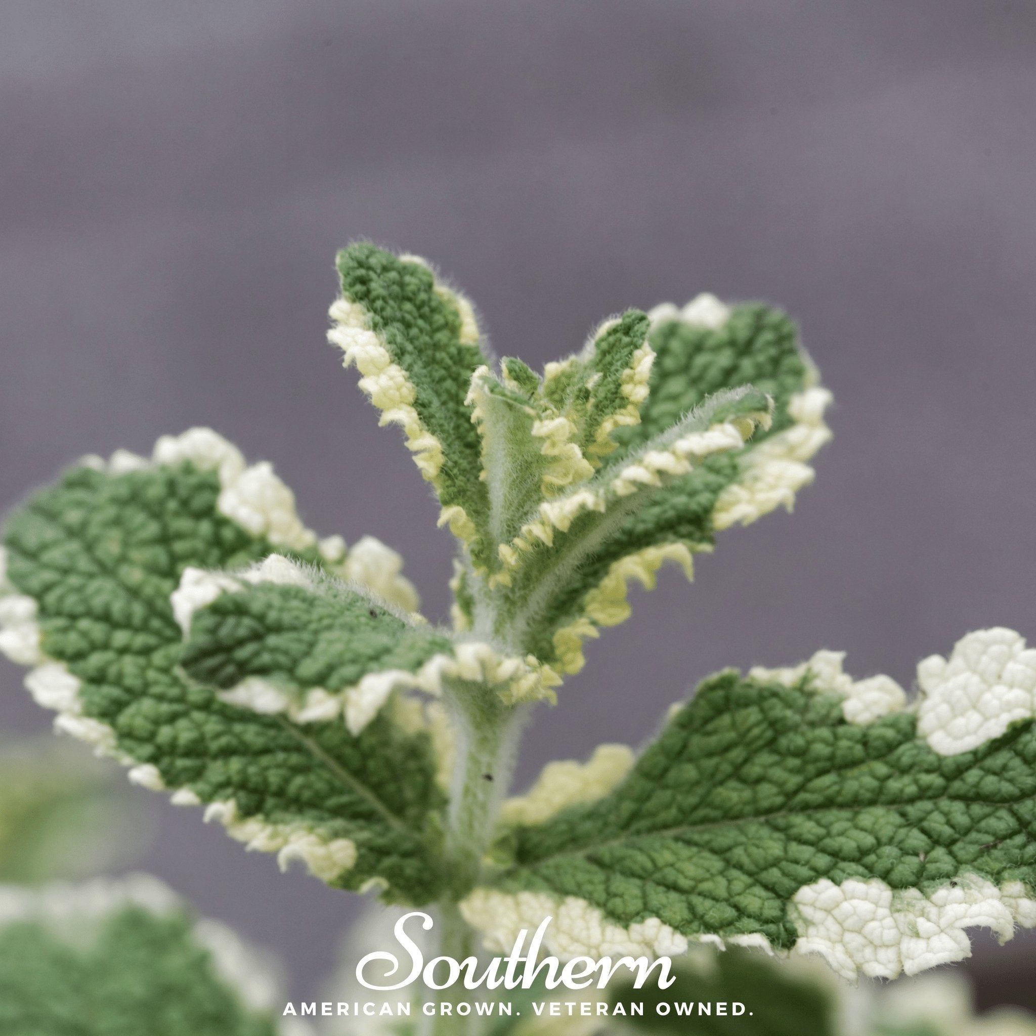 Mint, Pineapple (Mentha suaveolens) - 25 Seeds seed packet from Seed Therapy – American - grown, heirloom seeds