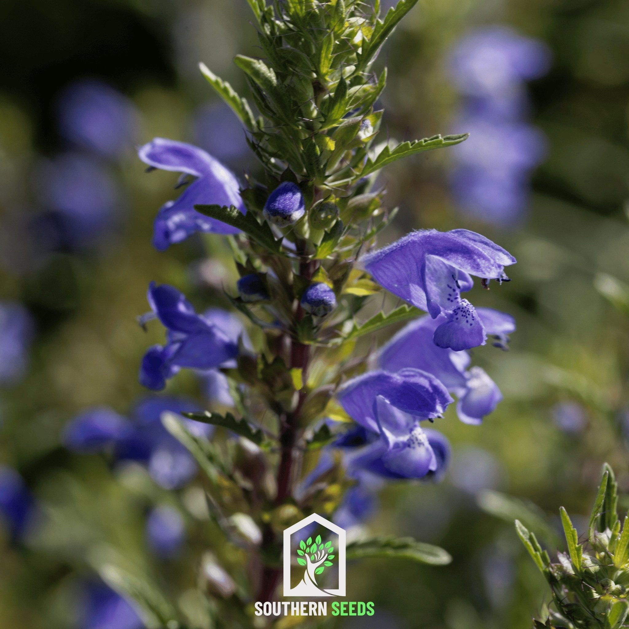 Moldavian Balm, Dragonhead (Dracocephalum moldavicum) - 50 Seeds seed packet from Seed Therapy – American - grown, heirloom seeds