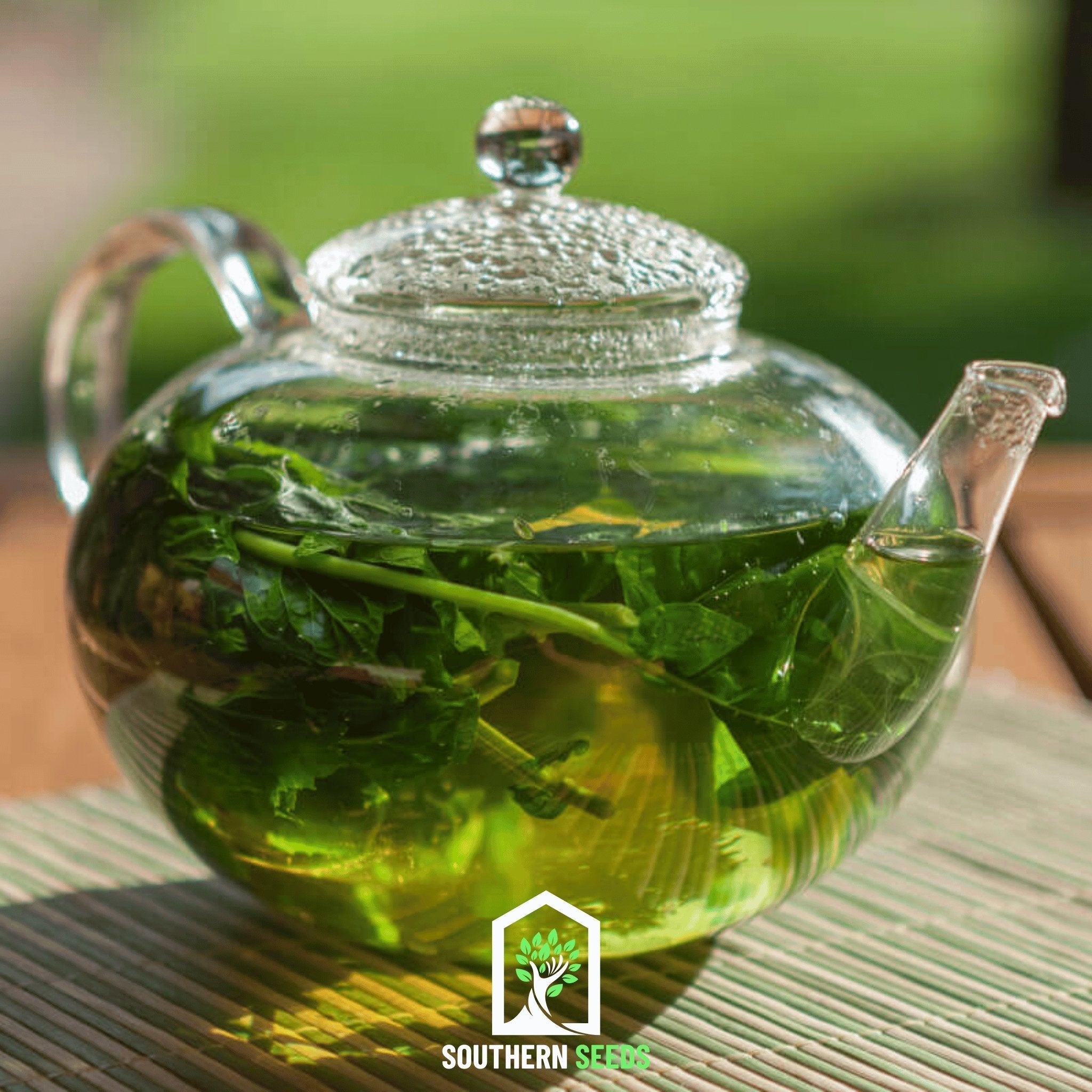 Moldavian Balm, Dragonhead (Dracocephalum moldavicum) - 50 Seeds seed packet from Seed Therapy – American - grown, heirloom seeds