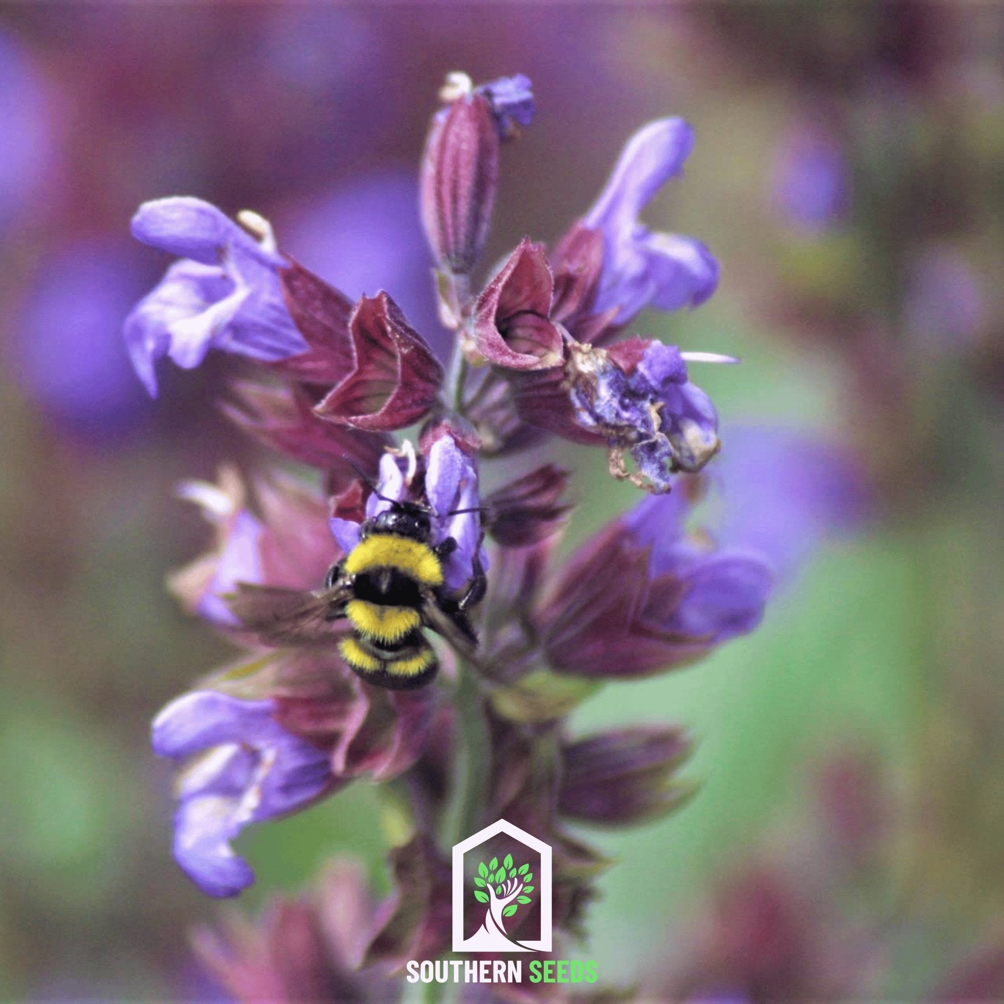 Moldavian Balm, Dragonhead (Dracocephalum moldavicum) - 50 Seeds seed packet from Seed Therapy – American - grown, heirloom seeds