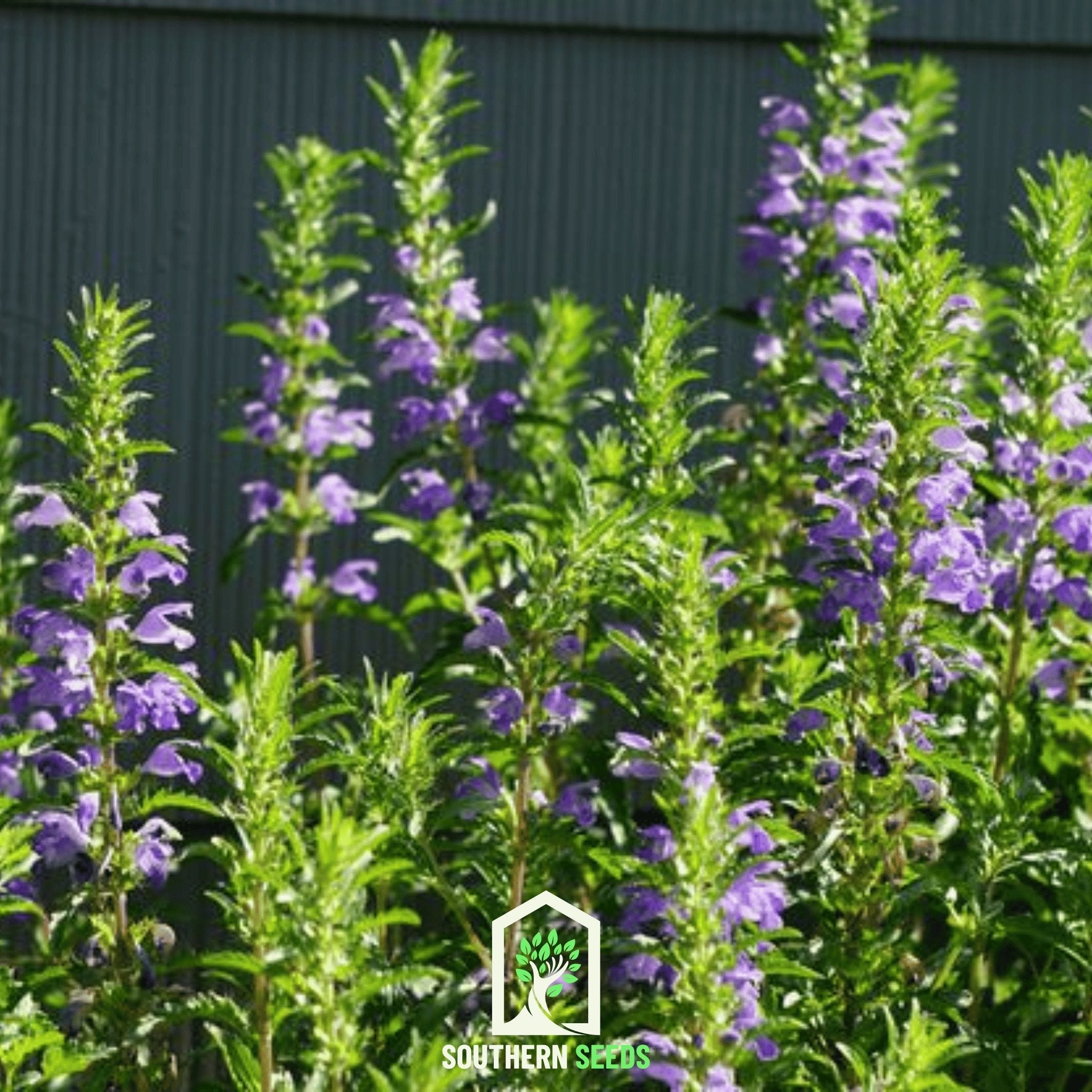 Moldavian Balm, Dragonhead (Dracocephalum moldavicum) - 50 Seeds seed packet from Seed Therapy – American - grown, heirloom seeds