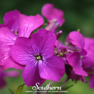 Money Plant (Lunaria biennis) - 20 Seeds seed packet from Seed Therapy – American - grown, heirloom seeds