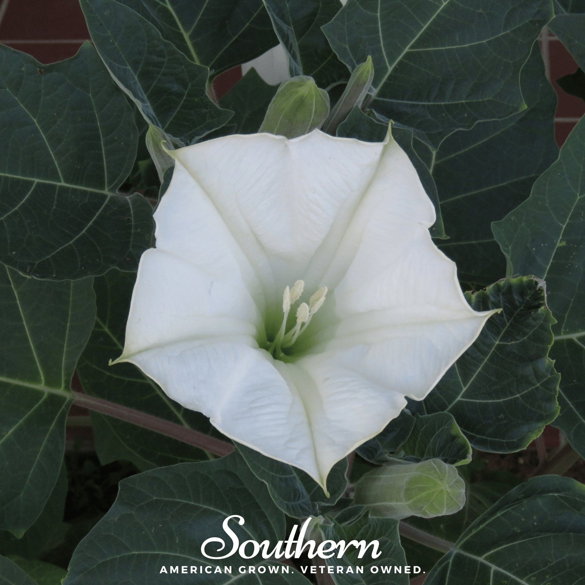 Moonflower (Ipomoea Alba) - 25 Seeds seed packet from Seed Therapy – American - grown, heirloom seeds