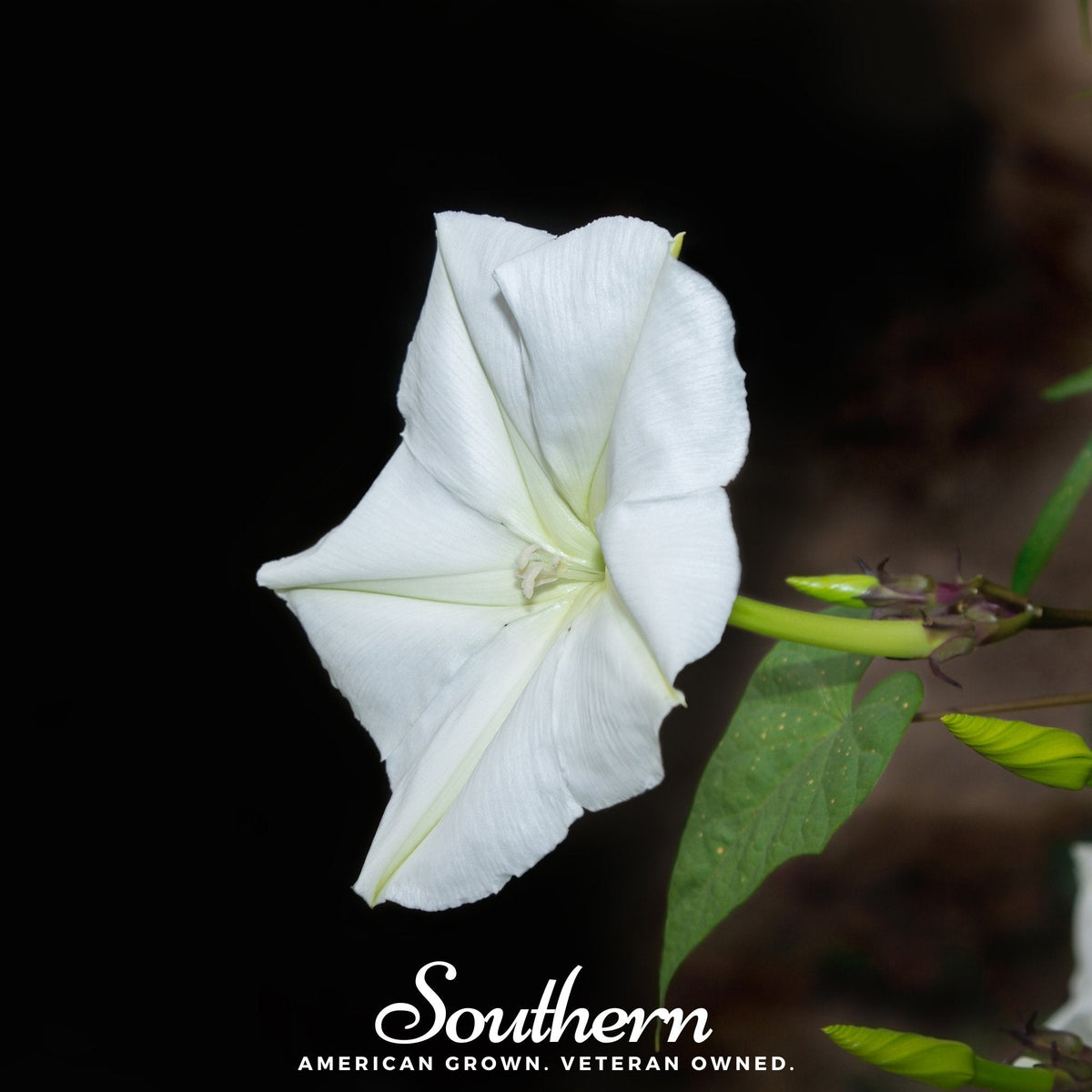 Moonflower (Ipomoea Alba) - 25 Seeds