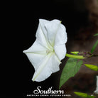 Moonflower (Ipomoea Alba) - 25 Seeds seed packet from Seed Therapy – American - grown, heirloom seeds