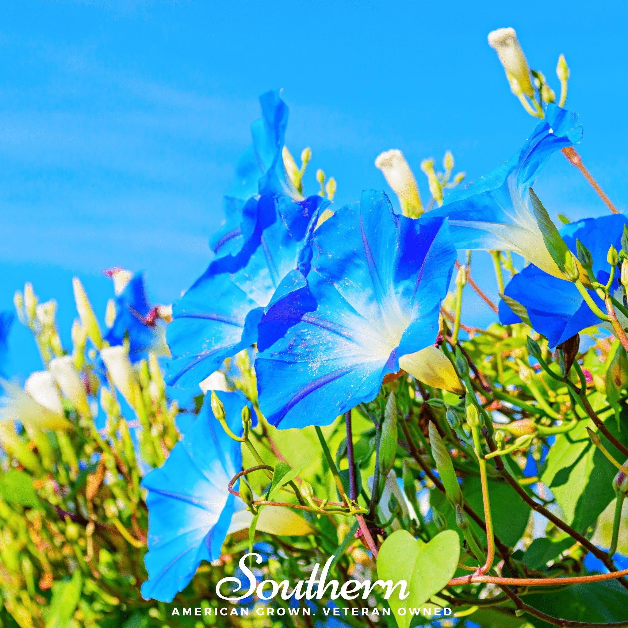 Morning Glory, Heavenly Blue (Ipomoea tricolor) - 50 Seeds seed packet from Seed Therapy – American - grown, heirloom seeds