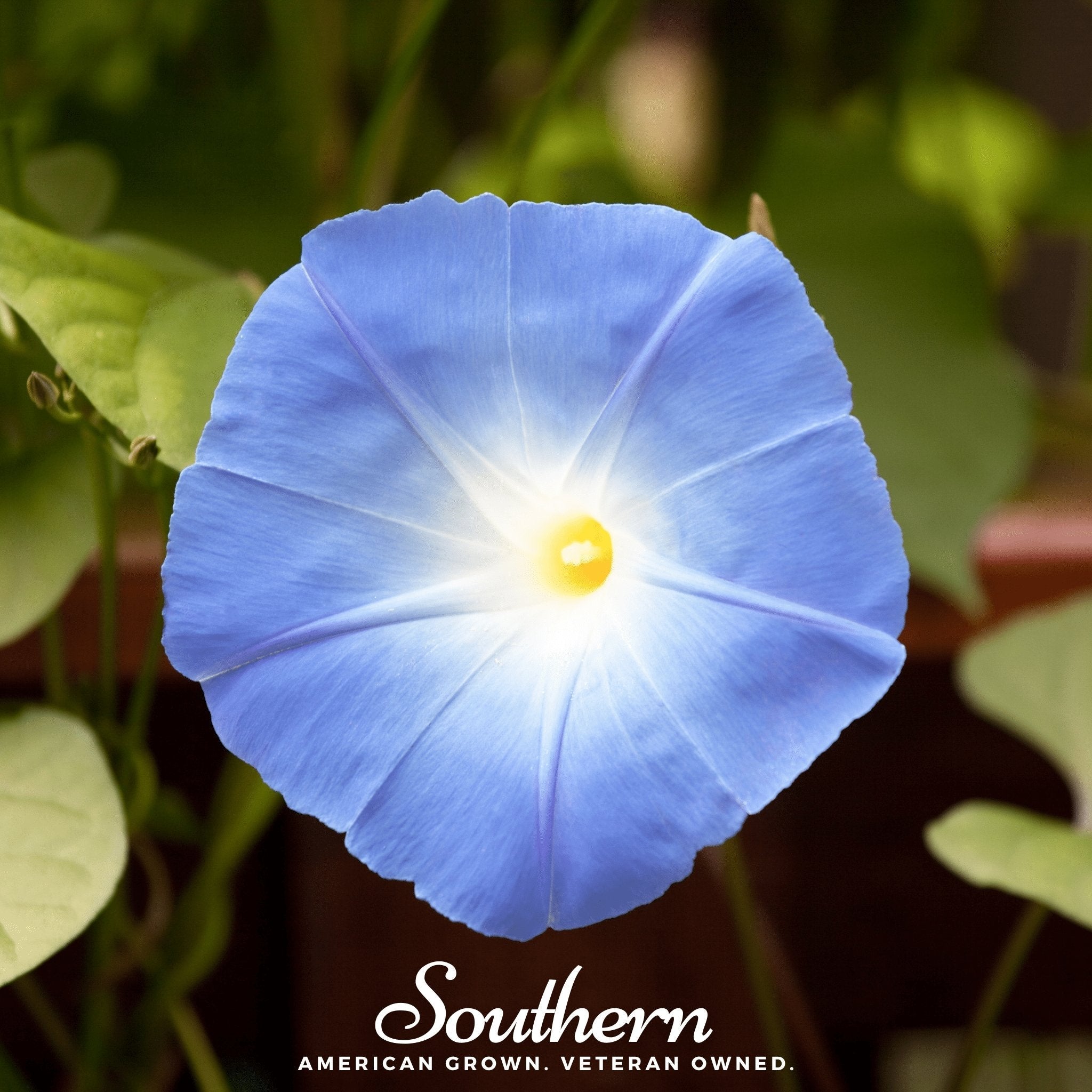 Morning Glory, Heavenly Blue (Ipomoea tricolor) - 50 Seeds seed packet from Seed Therapy – American - grown, heirloom seeds