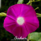 Morning Glory, Scarlett O'Hara (Ipomea nil) - 50 Seeds seed packet from Seed Therapy – American - grown, heirloom seeds