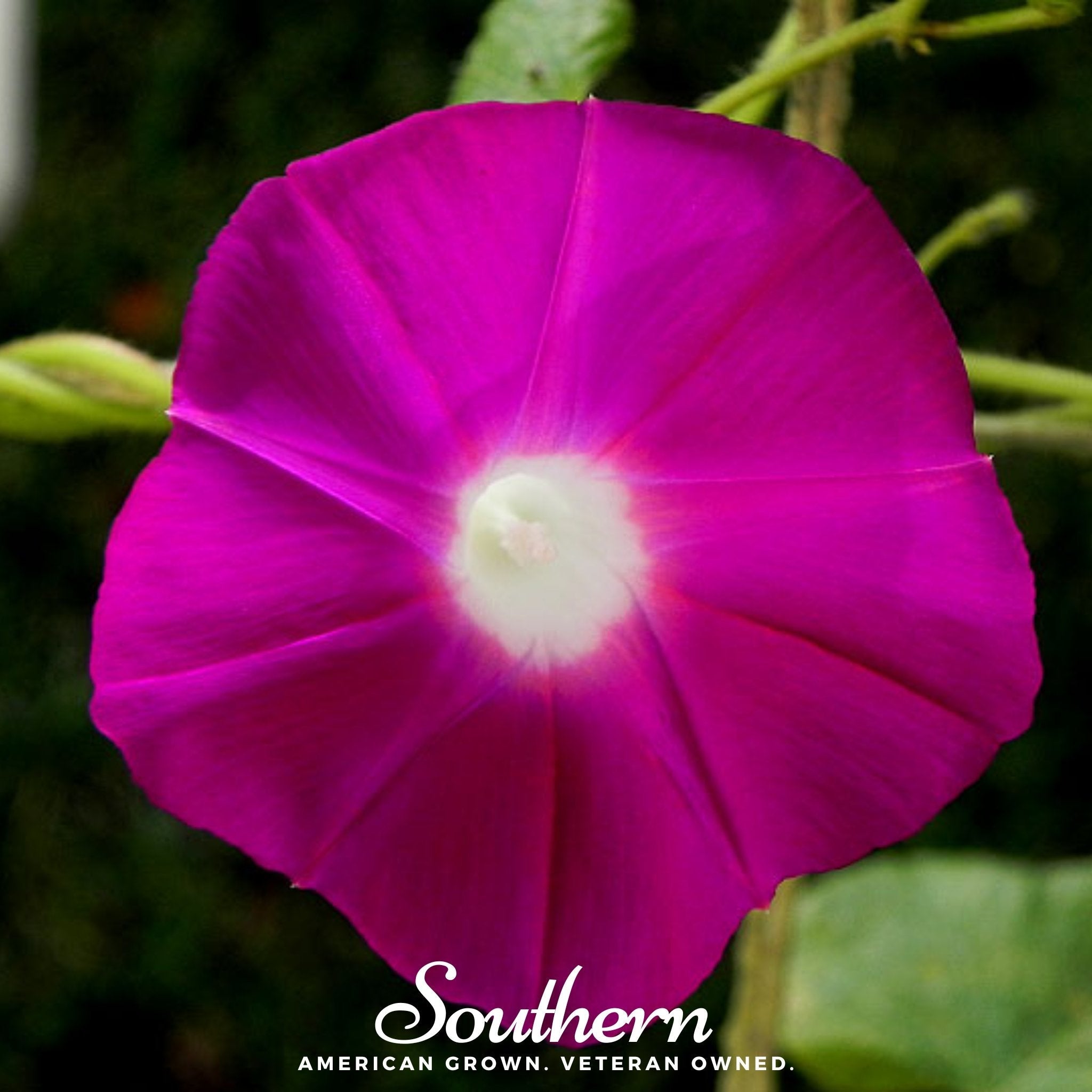 Morning Glory, Scarlett O'Hara (Ipomea nil) - 50 Seeds seed packet from Seed Therapy – American - grown, heirloom seeds