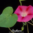 Morning Glory, Scarlett O'Hara (Ipomea nil) - 50 Seeds seed packet from Seed Therapy – American - grown, heirloom seeds