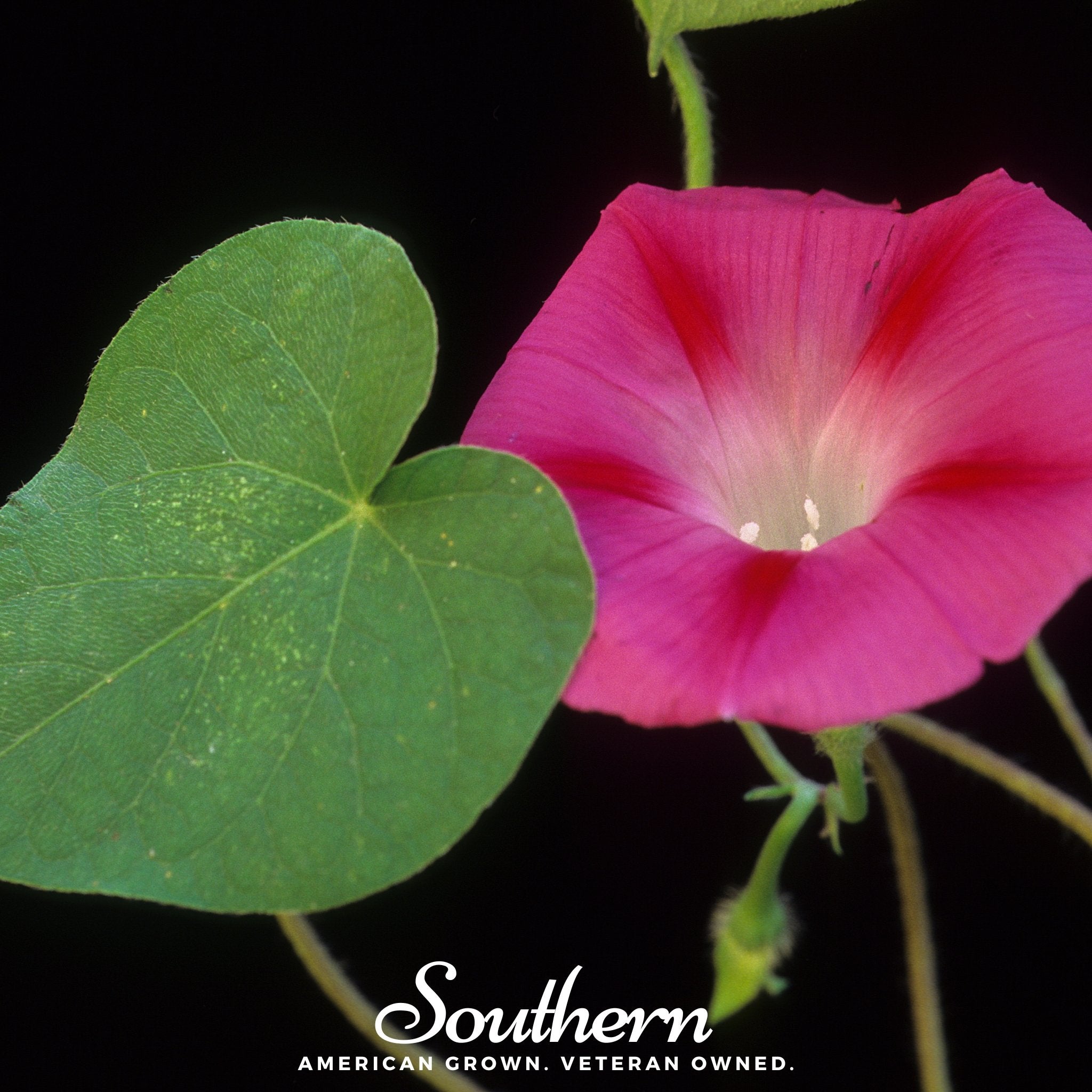 Morning Glory, Scarlett O'Hara (Ipomea nil) - 50 Seeds seed packet from Seed Therapy – American - grown, heirloom seeds