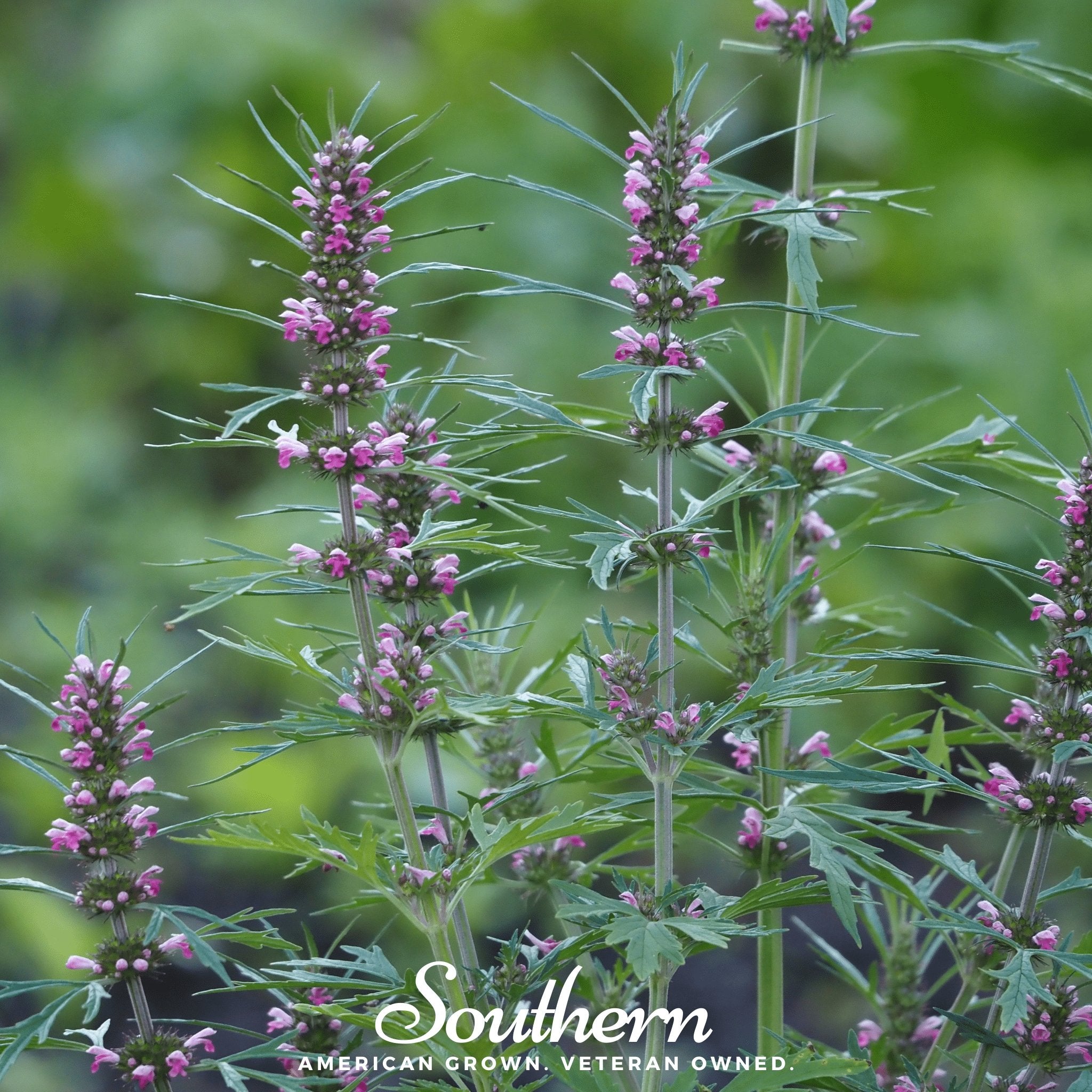 Motherwort (Leonurus Cardiaca) - 50 Seeds seed packet from Seed Therapy – American - grown, heirloom seeds