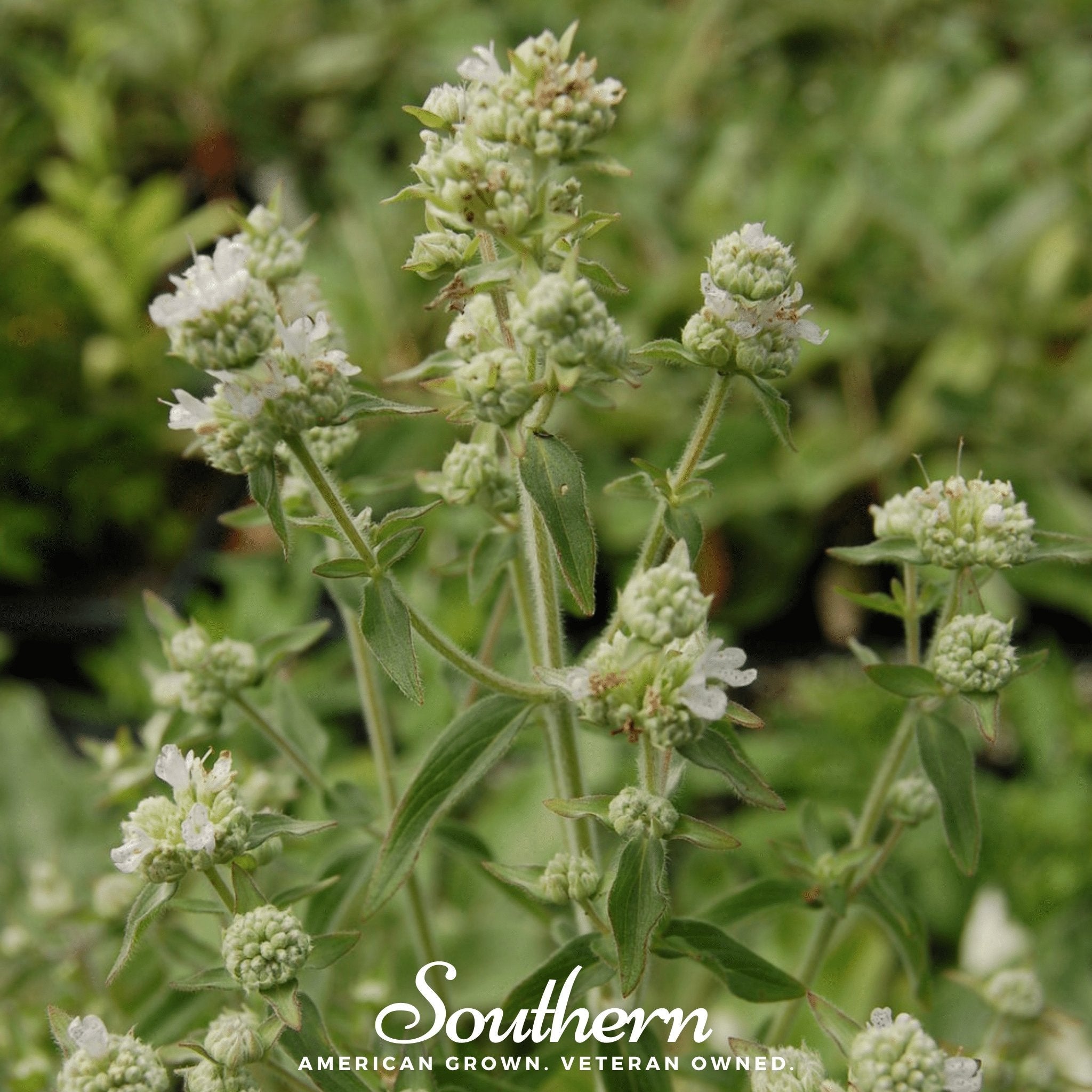 Mountain Mint (Pycnanthemum pilosum) - 100 Seeds seed packet from Seed Therapy – American - grown, heirloom seeds