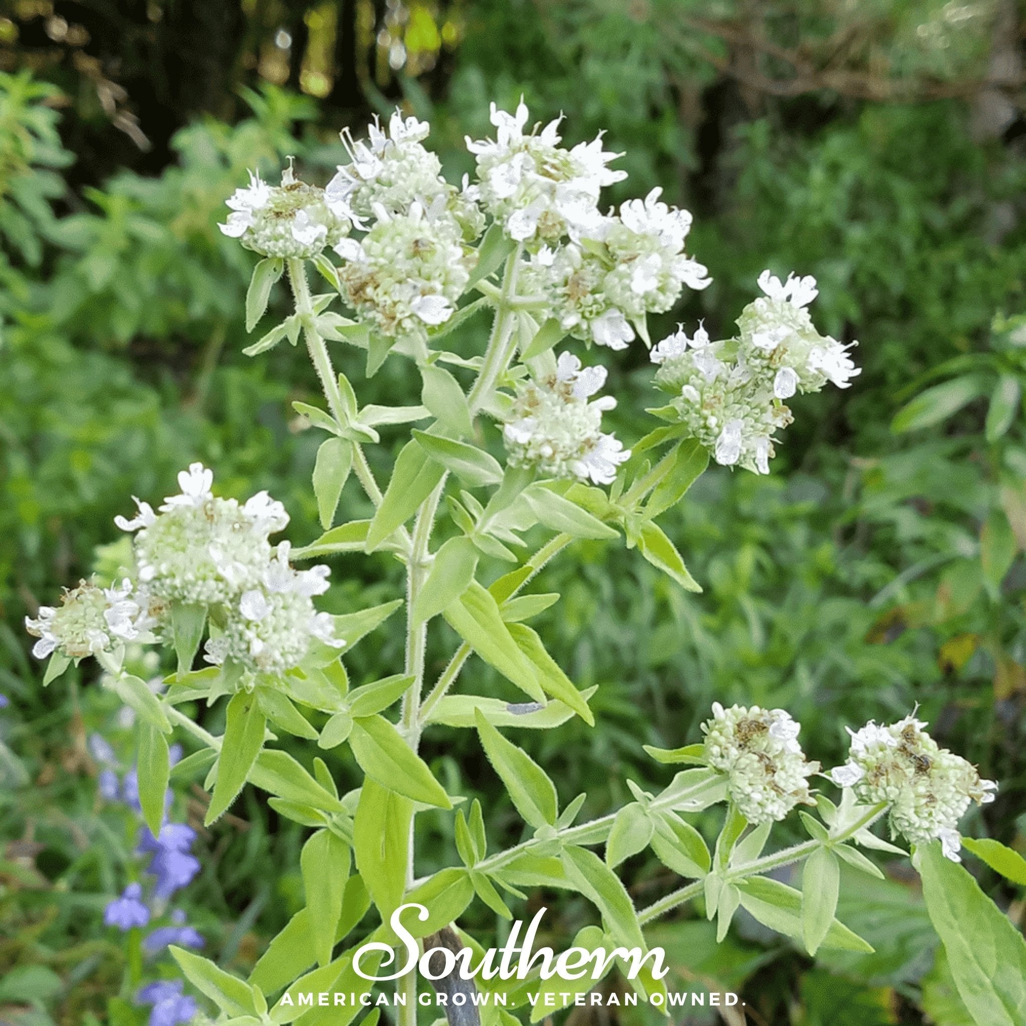 Mountain Mint (Pycnanthemum pilosum) - 100 Seeds seed packet from Seed Therapy – American - grown, heirloom seeds